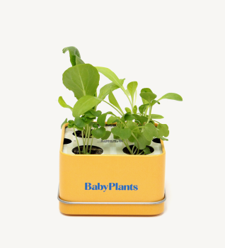 [Sunday Planet] Bộ trồng rau cảnh trang trí phòng Sunday Planet Baby Plants