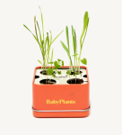 [Sunday Planet] Bộ trồng rau cảnh trang trí phòng Sunday Planet Baby Plants