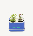 [Sunday Planet] Bộ trồng rau cảnh trang trí phòng Sunday Planet Baby Plants