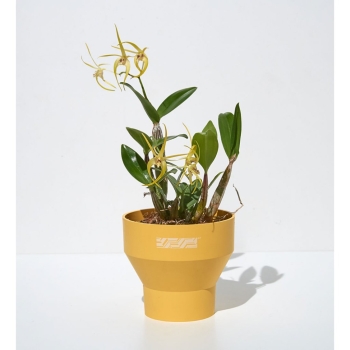 [Sunday Planet] Chậu trồng cây cảnh phong cách Châu Âu Sunday Planet SP47 Pot Berlin